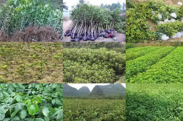 桂花树产地在哪里最好1683335501864