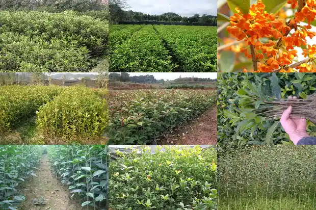 桂花最出名的产地在哪1683335521446