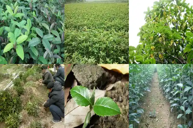 附近哪里有桂花树苗卖望城1690763704820