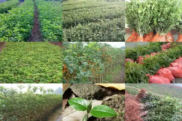 八月桂花怎么育苗的1688432268337