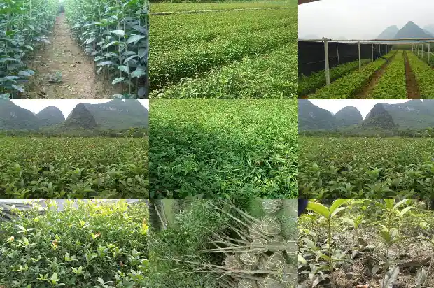 桂花树生产地在哪几个国家1683335567613