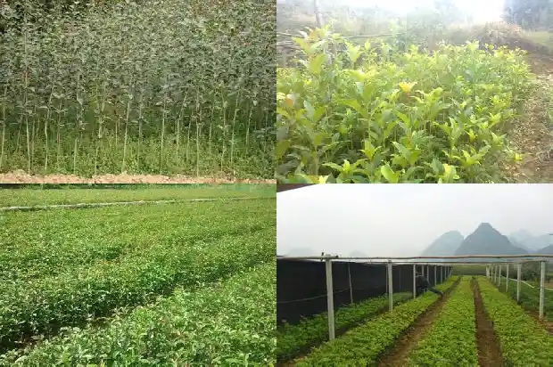 桂花和什么花茶搭配最佳养生1689035468147