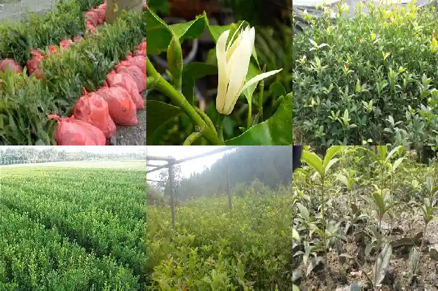 哪里盛产桂花树苗1683335603118