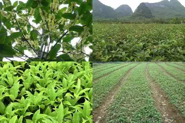 桂花树产量最大的地区1683335636373