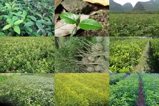 桂花树分布在中国的哪里呢1683335660542
