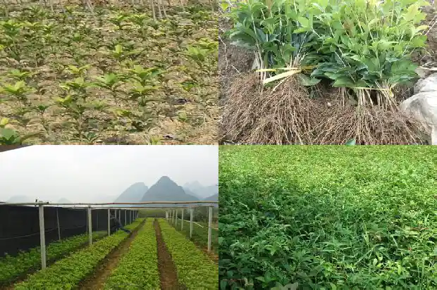 桂花树分布在中国的哪里呢1683335660638