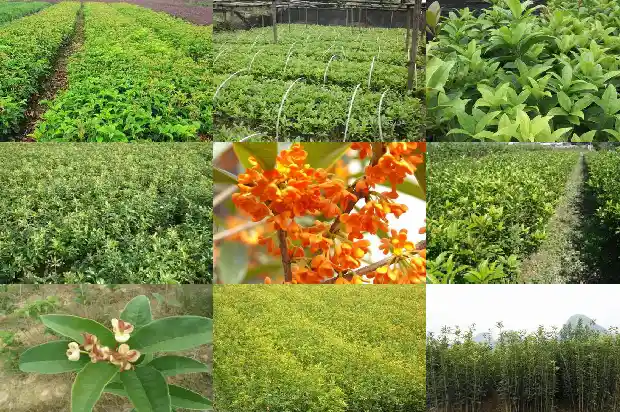 桂花树是中国特有的吗1683335684790
