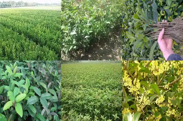 桂花树是中国特有的吗1683335684886