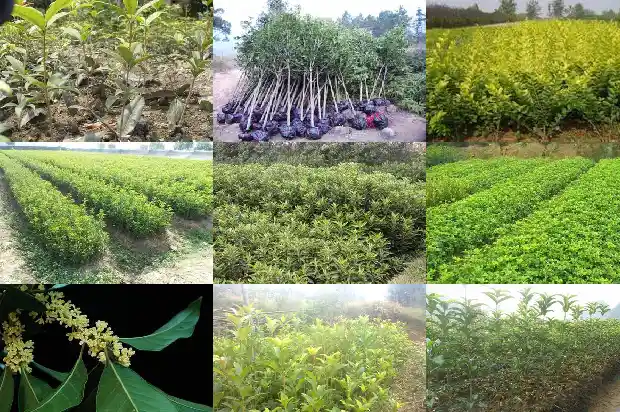 桂花树生长在哪个季节1683335707156