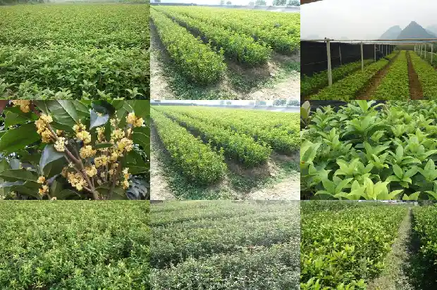 桂花小苗价钱表1689640598839
