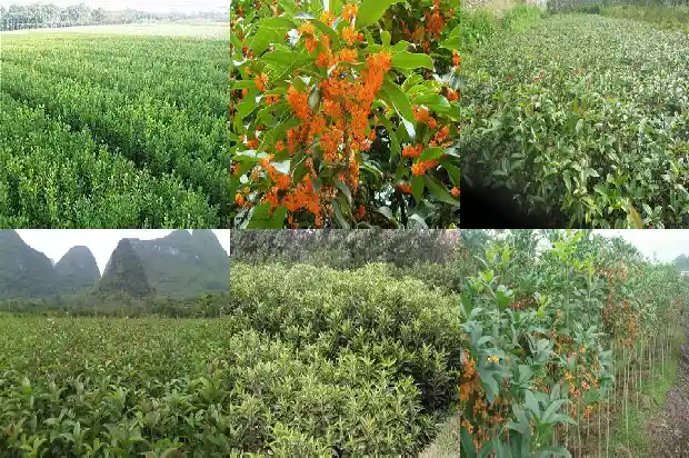 茶叶可以和桂花一起泡水喝吗1689035562627