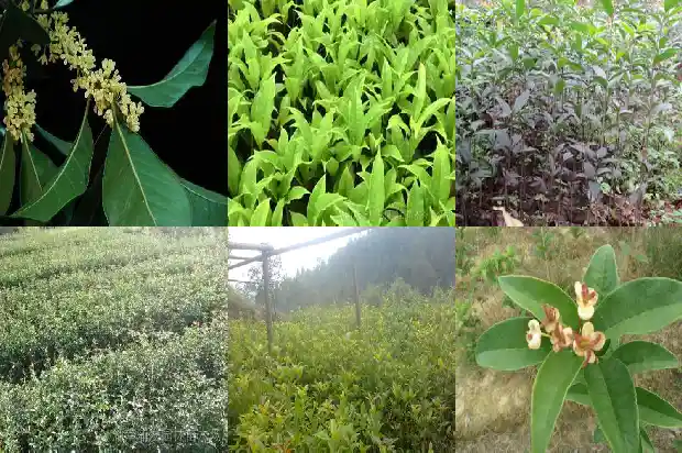 桂花树种植的间隙有多大1683335794427
