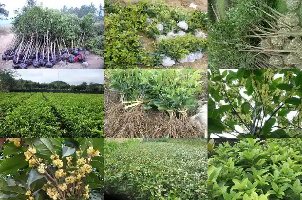 桂花树种植的间隙有多大1683335794475