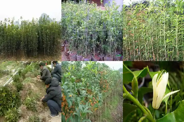 种桂花树要用多大的盆1683335843369