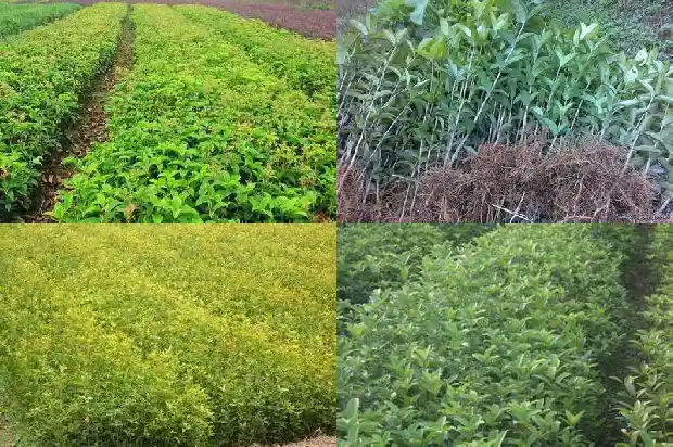 桂花的品种与颜色1690157704995