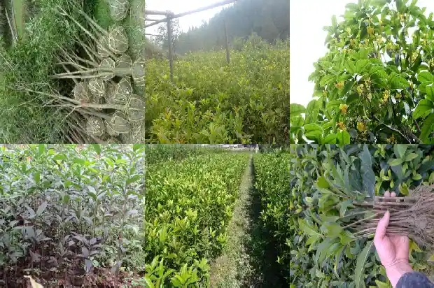 种桂花树要用多大的盆1683335843465