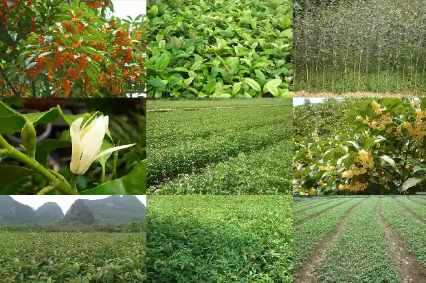 新鲜桂花茶可以直接泡水喝吗?1689035041367