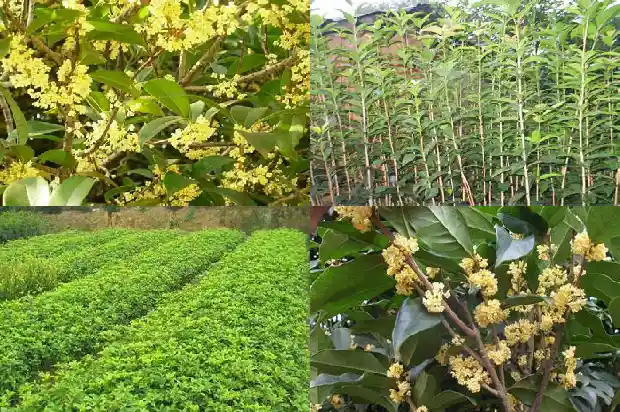 桂花树高多少米一棵呢1683335900691