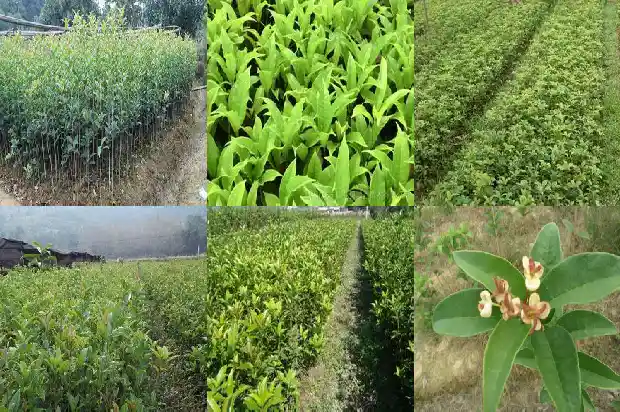 桂花树高多少米一棵呢1683335900787