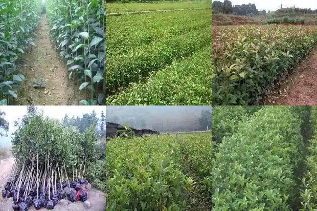 桂花是国家几级保护植物1688518102896