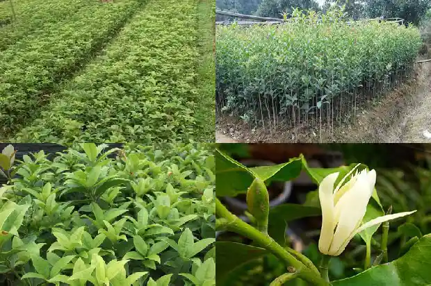 桂花树最高可达多少米高1683335957783