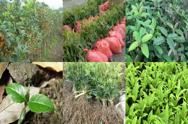 桂花树能做什么1683335977837