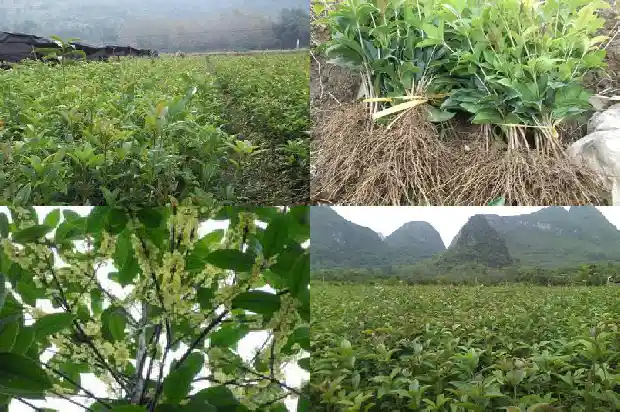 桂花树最高多少米高1683336006946