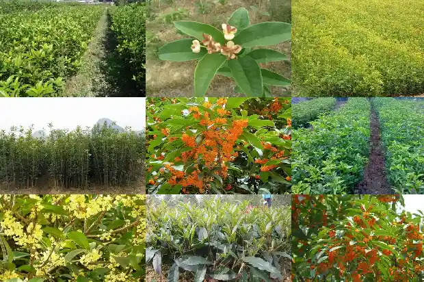 桂花树最高多少米高1683336006993