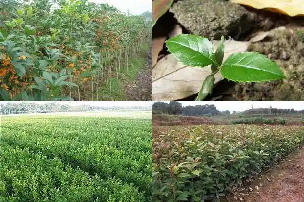 桂花树树皮粗糙吗1683336018933