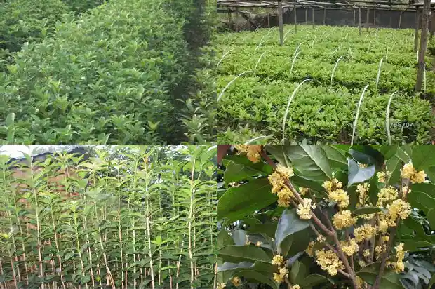 桂花树树皮粗糙吗1683336019029