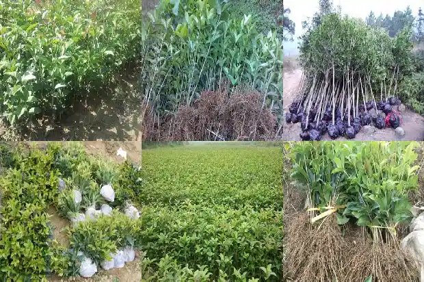 桂花树树皮粗糙吗1683336019077