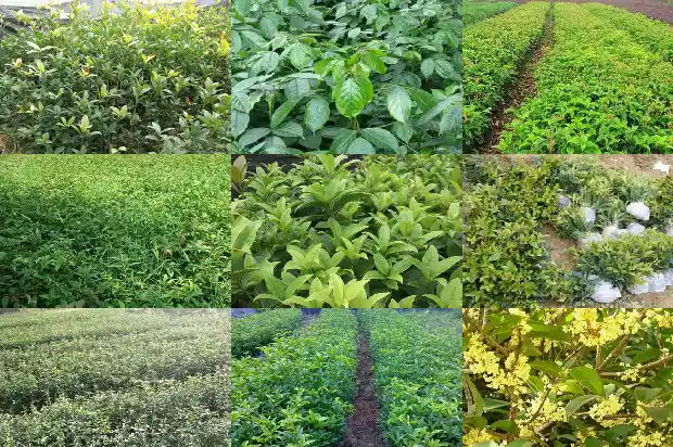 桂花树树龄多少年1683336028564