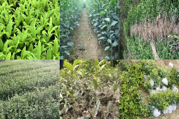桂花树树龄多少年1683336028612