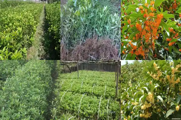 桂花的长相和颜色和形状1688608864178