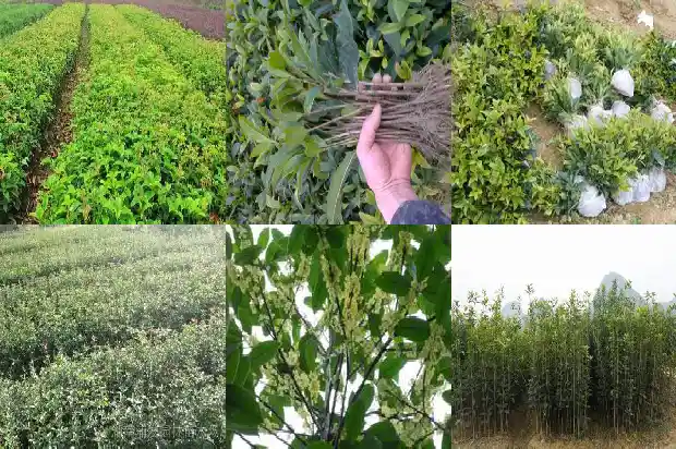 桂花树下长的小树苗是桂花么1683336050654