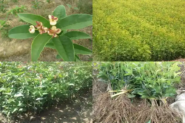 桂花树下长的小树苗是桂花么1683336050702