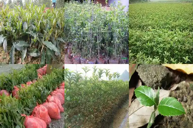 桂花树下长的小树苗是桂花么1683336050750