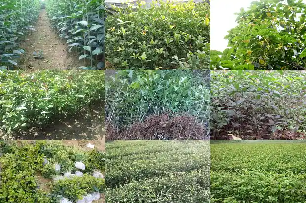 桂花树下长的小树苗是桂花么1683336050797