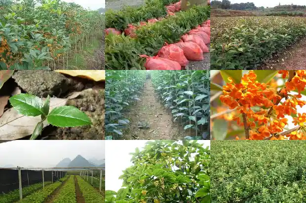 桂花树大不大怎么看1683336067900