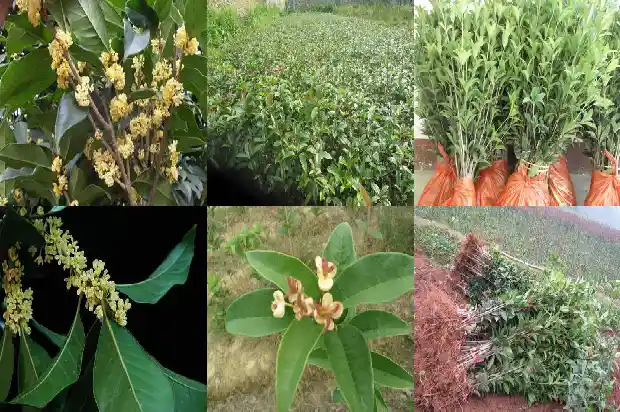 一个桂花树的价格多少钱1689639957491