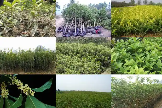 桂花树最高能长到多少米长1683336090300