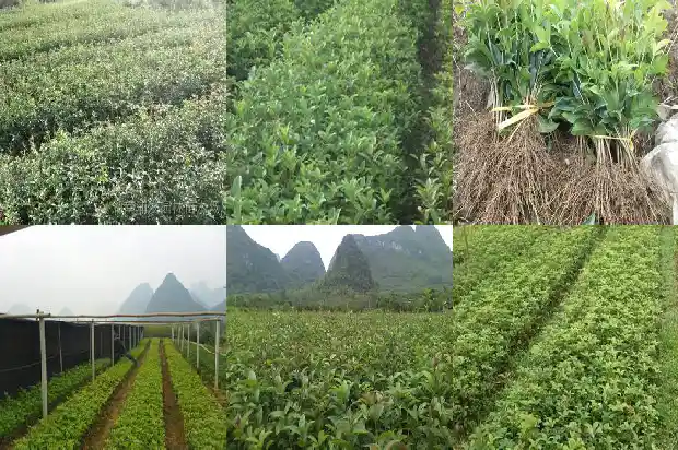 桂花树最高能长到多少米长1683336090348