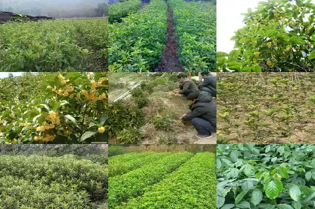 桂花树特性和种属1690763556649