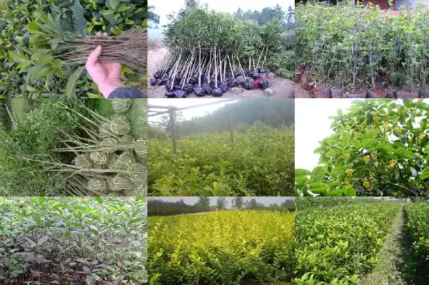 桂花树最高有多高啊多少米1683336121661