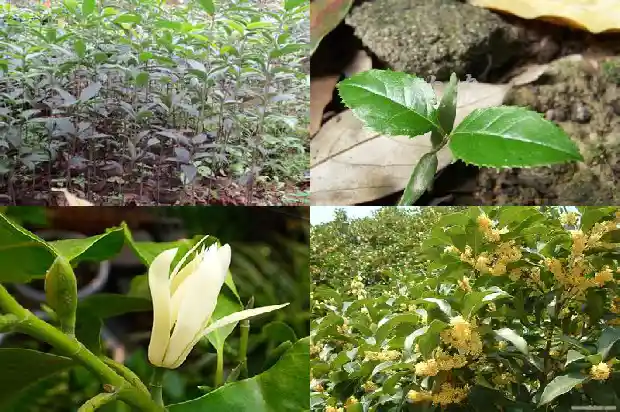 桂花树最高有多高啊多少米1683336121709