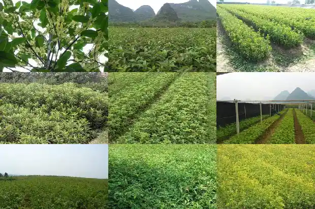 桂花树砍了的枝条能活吗1683336167431