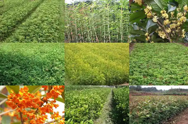 桂花树砍了的枝条能活吗1683336167574