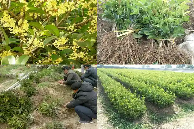 桂花树有干枝是否要剪去叶子1683336177433