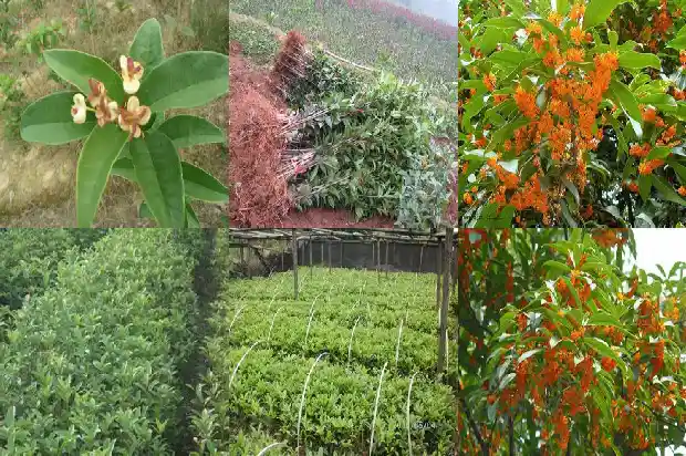 桂花树有干枝是否要剪去叶子1683336177481