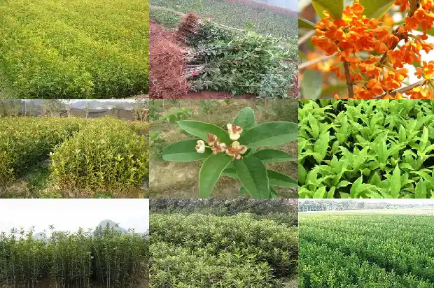桂花树有干枝是否要剪去叶子1683336177528